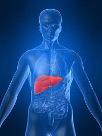liver smaller